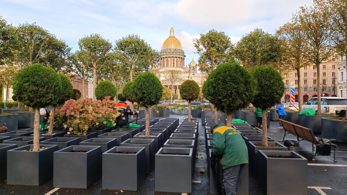 Кусты из сада-трансформера на Исаакиевской площади переместят в сады и скверы Петербурга - tvspb.ru