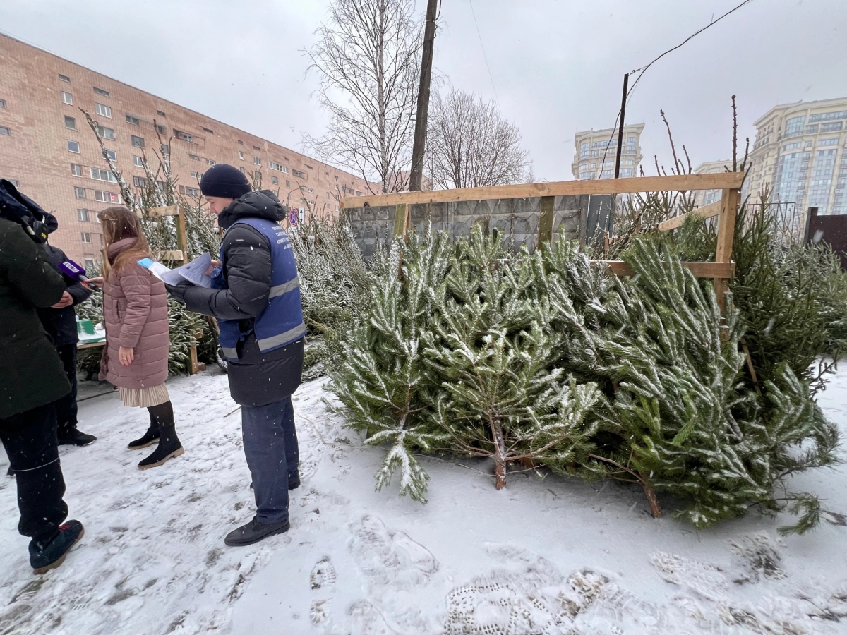 От незаконных елочных базаров освободили более 100 квадратных метров городской земли - tvspb.ru