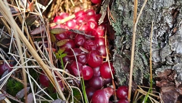 Снег сошёл, осталась клюква: на болотах Ленобласти нашли идеально перезимовавшую ягоду - tvspb.ru